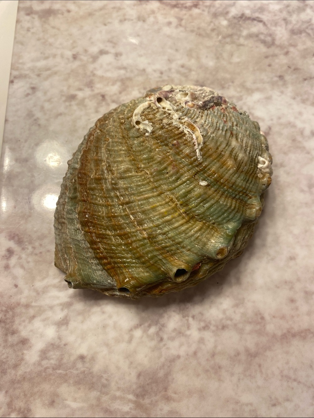 Abalone shell ๐ - Picture 2 of 2